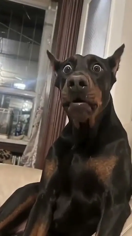 Whining Dog
