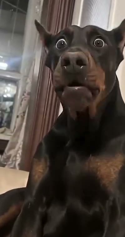 Whining Dog — Example photo 1